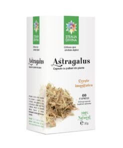Astragalus 500mg
