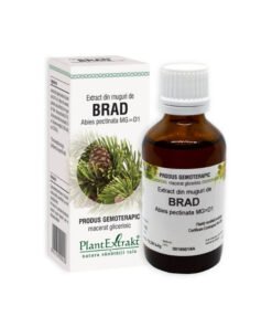 Extract din muguri de BRAD